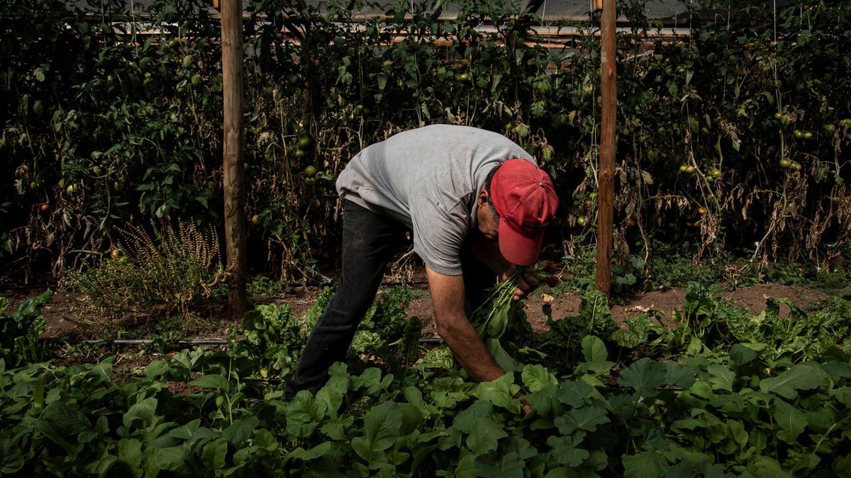Programa de agroecología en chile sin mención indígena