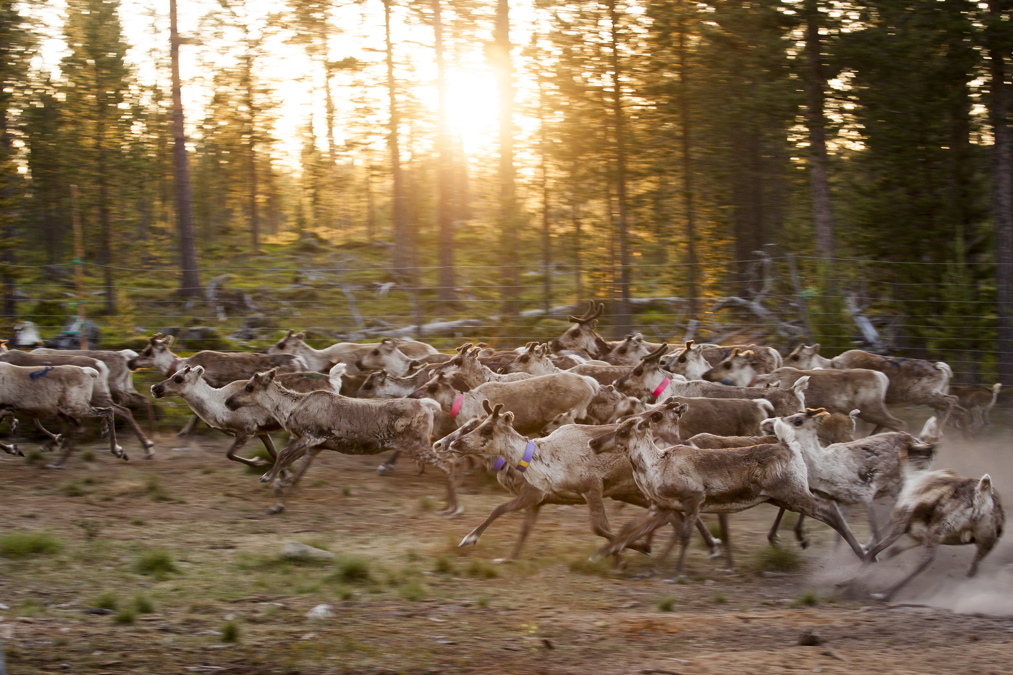 Sámi protegen biodiversidad en sus tierras ancestrales