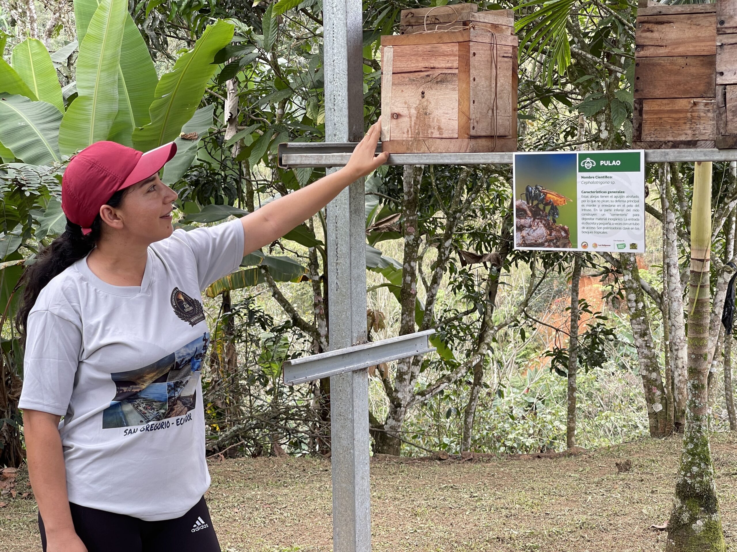 Comunidades indígenas de Ecuador conservan abejas y bosque seco