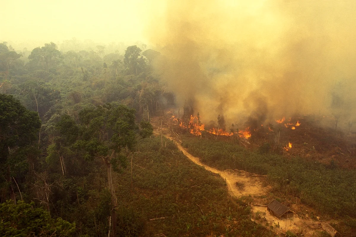 Instituto del Amazonas usa IA para prever incendios en la Amazonía