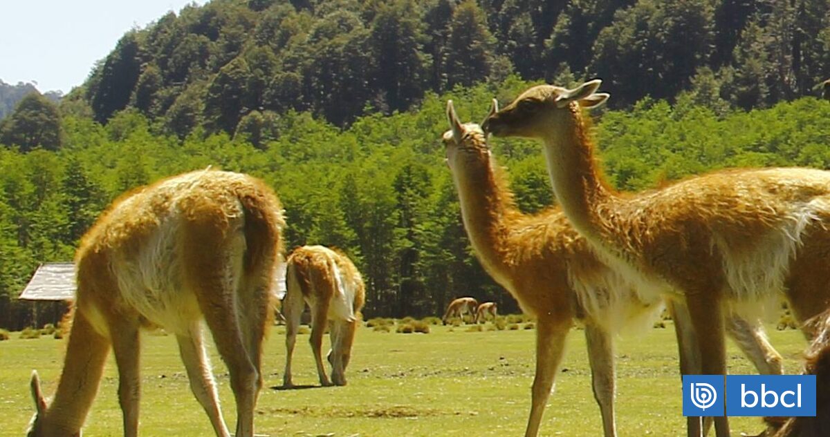 Proyecto reintroduce guanacos en La Araucanía tras cien años