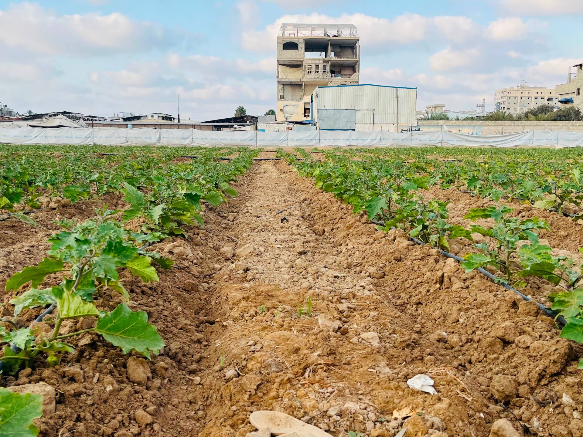 Agricultura de agricultores desplazados en Gaza