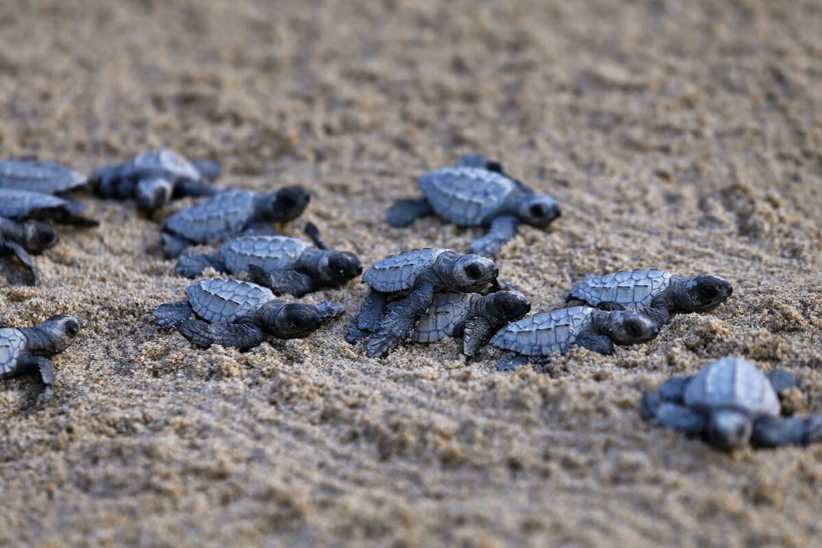 Comunidad filipina protege tortugas marinas en filipinas