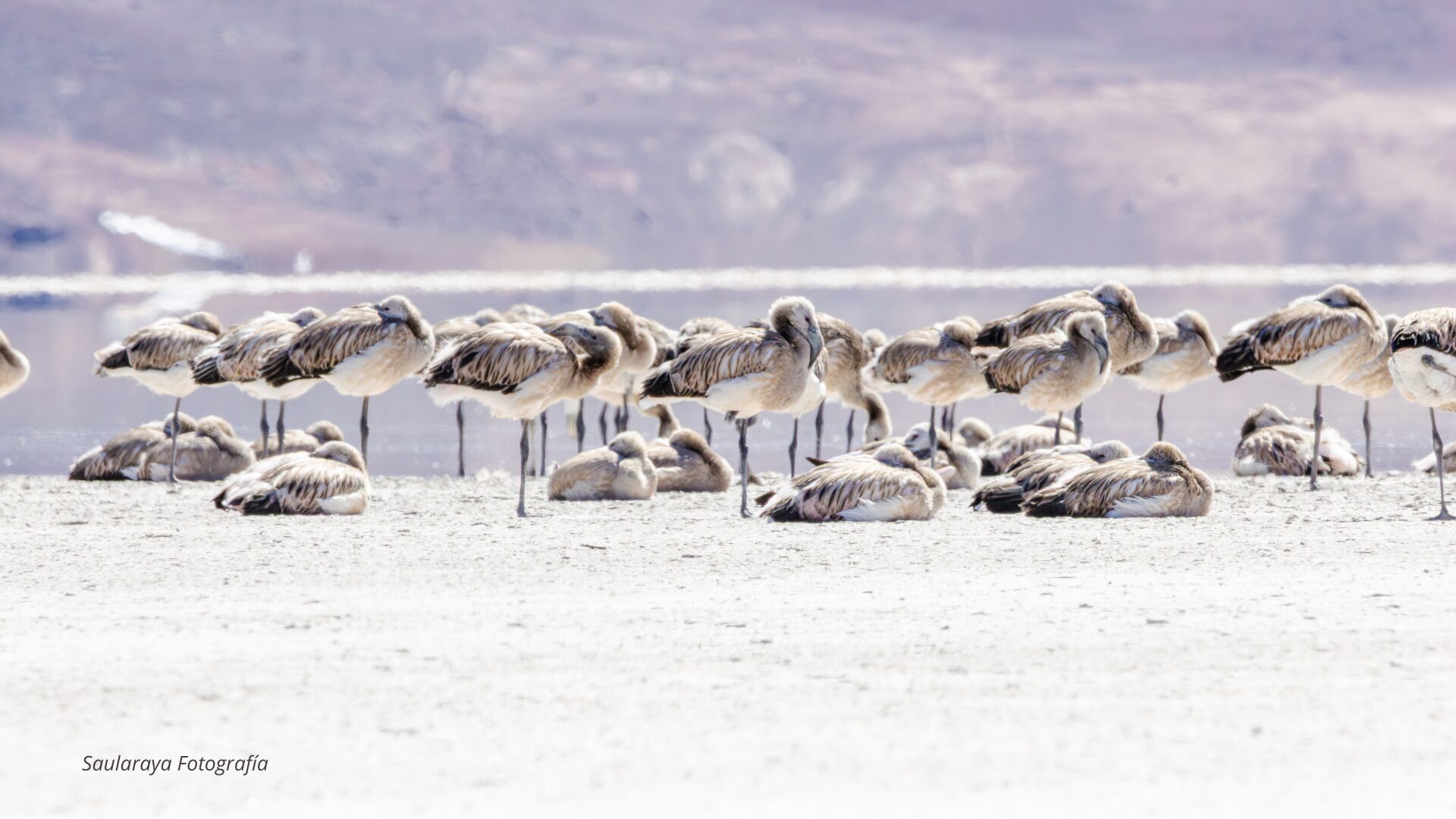 Éxito en reproducción de flamencos en humedales altoandinos