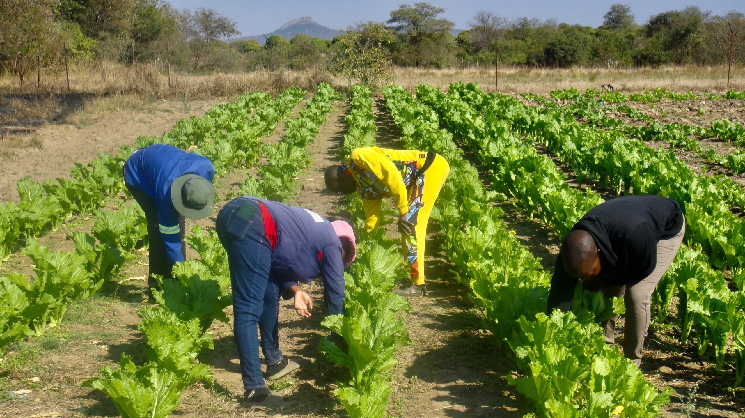 Escuela sudafricana usa estiércol para energía en la cocina