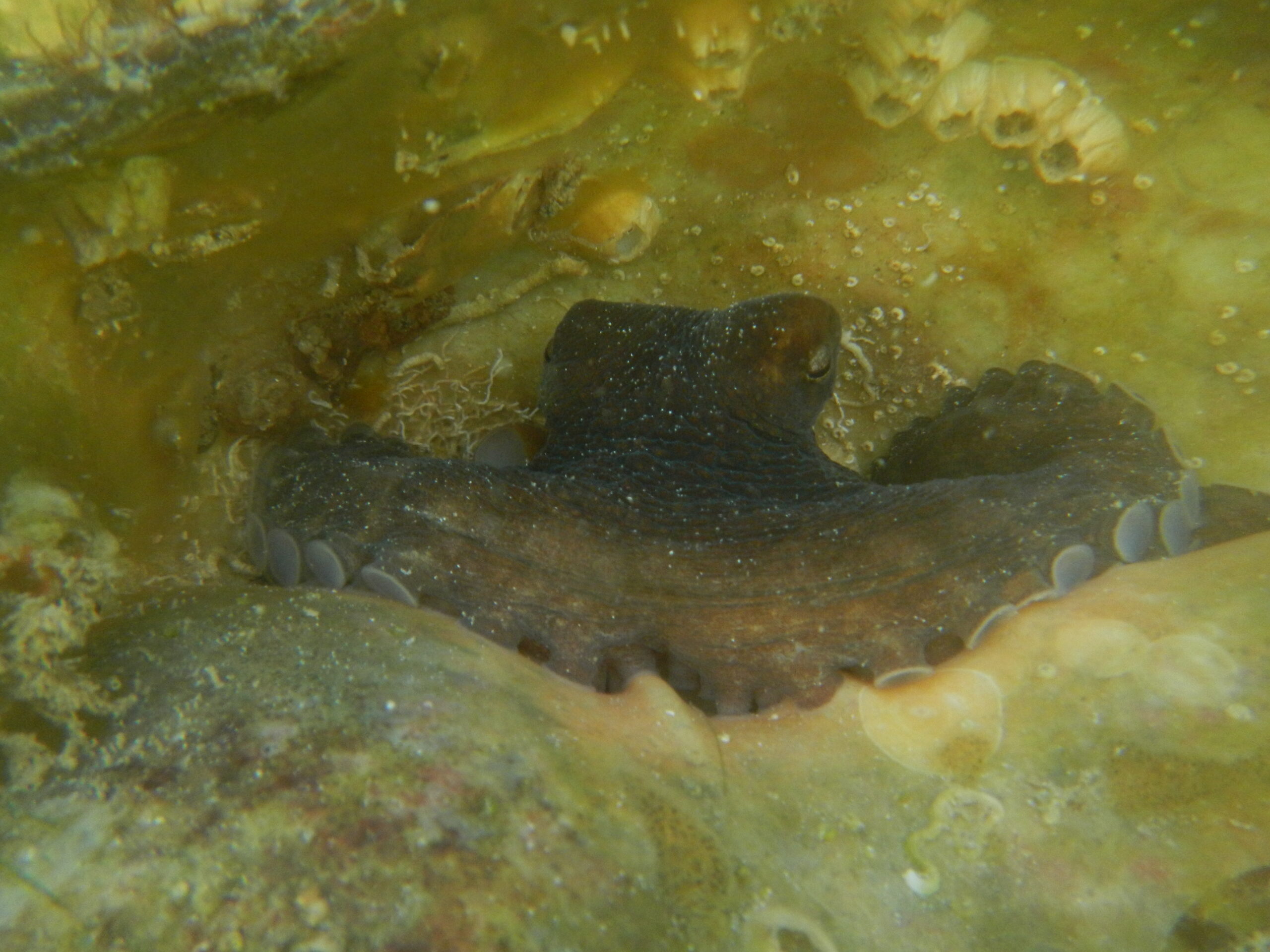 Microplásticos afectan al pulpo maya en pesquerías indígenas