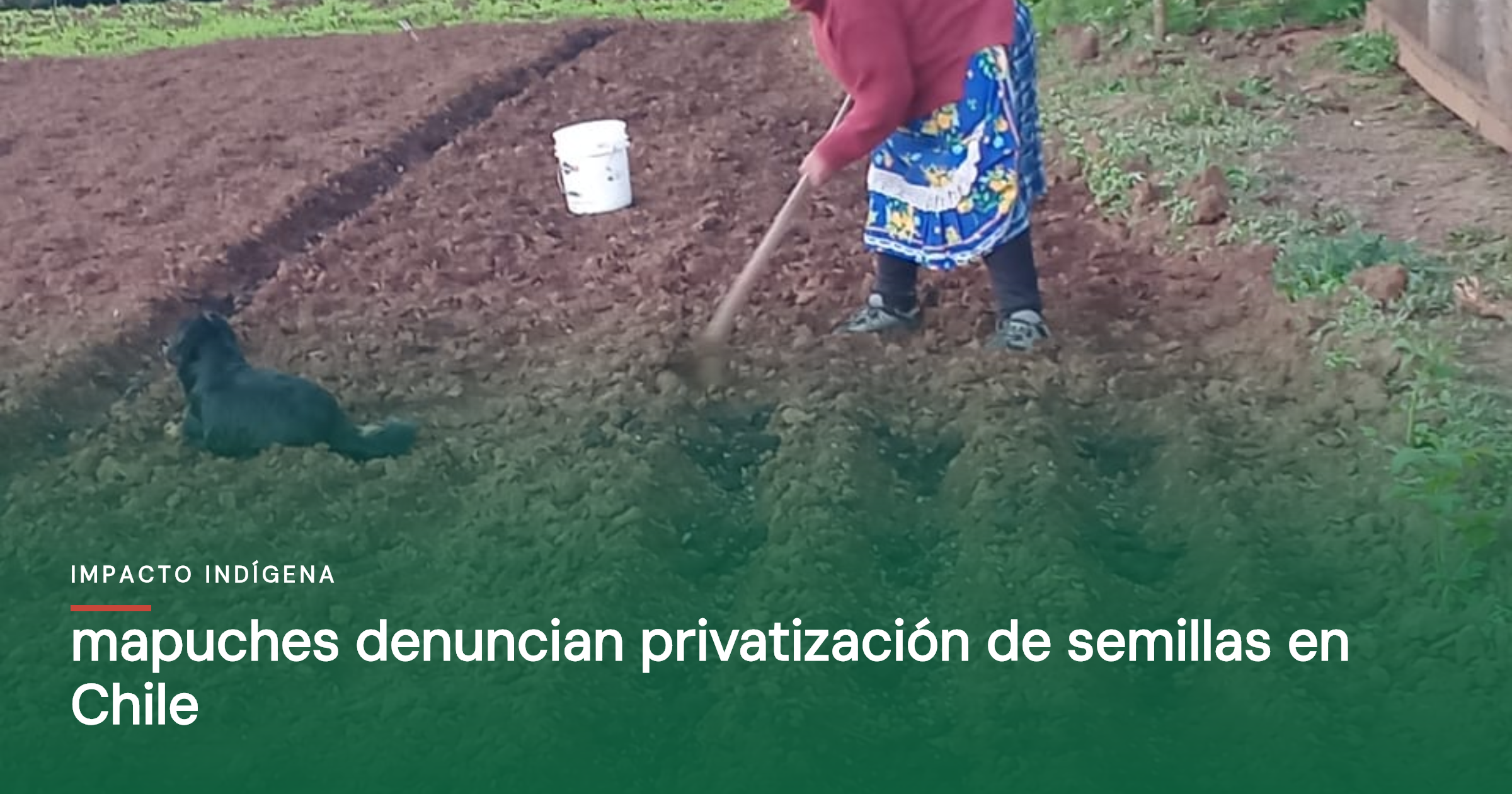 Mapuches denuncian privatización de semillas en Chile