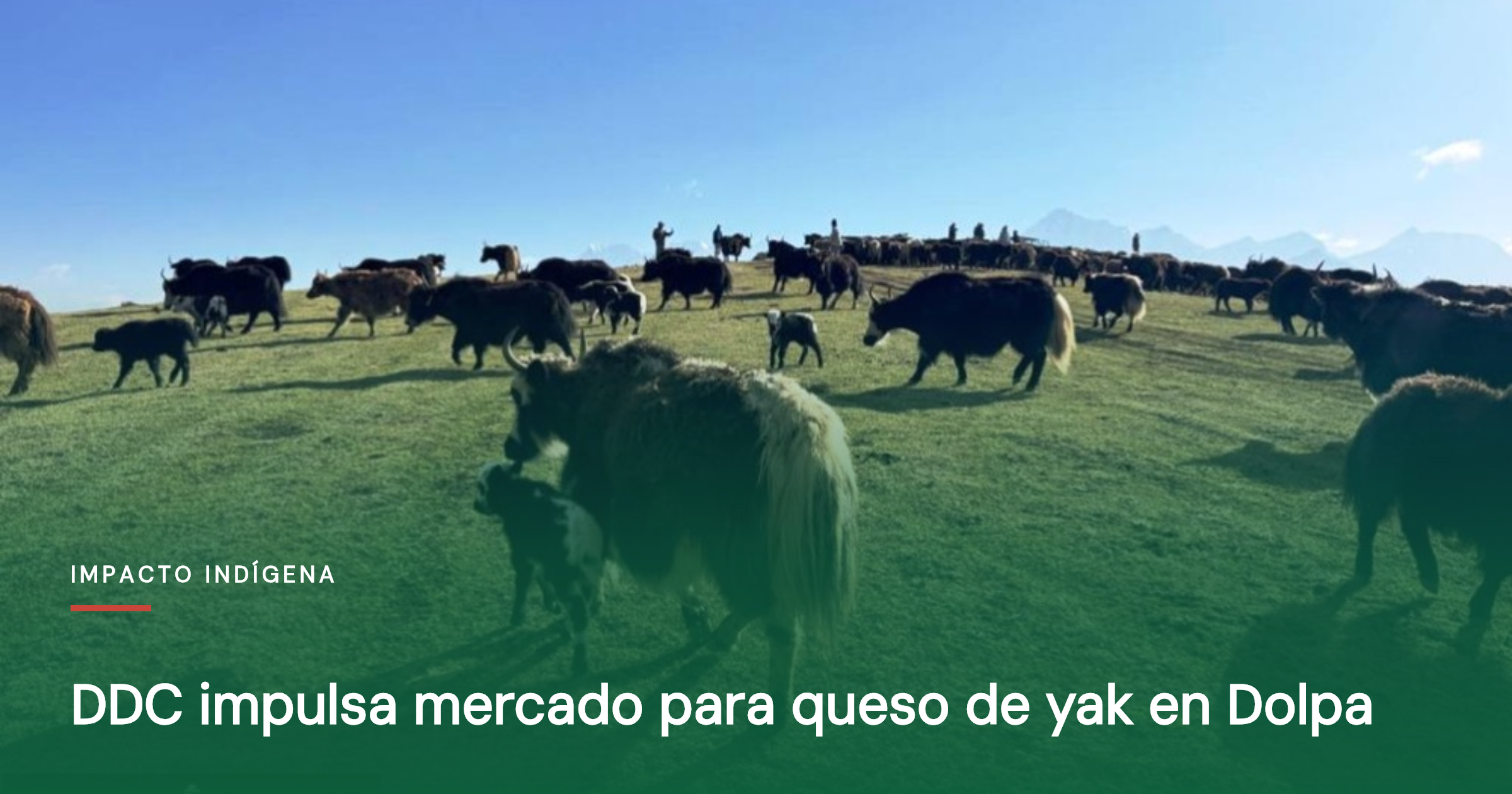 DDC impulsa mercado para queso de yak en Dolpa