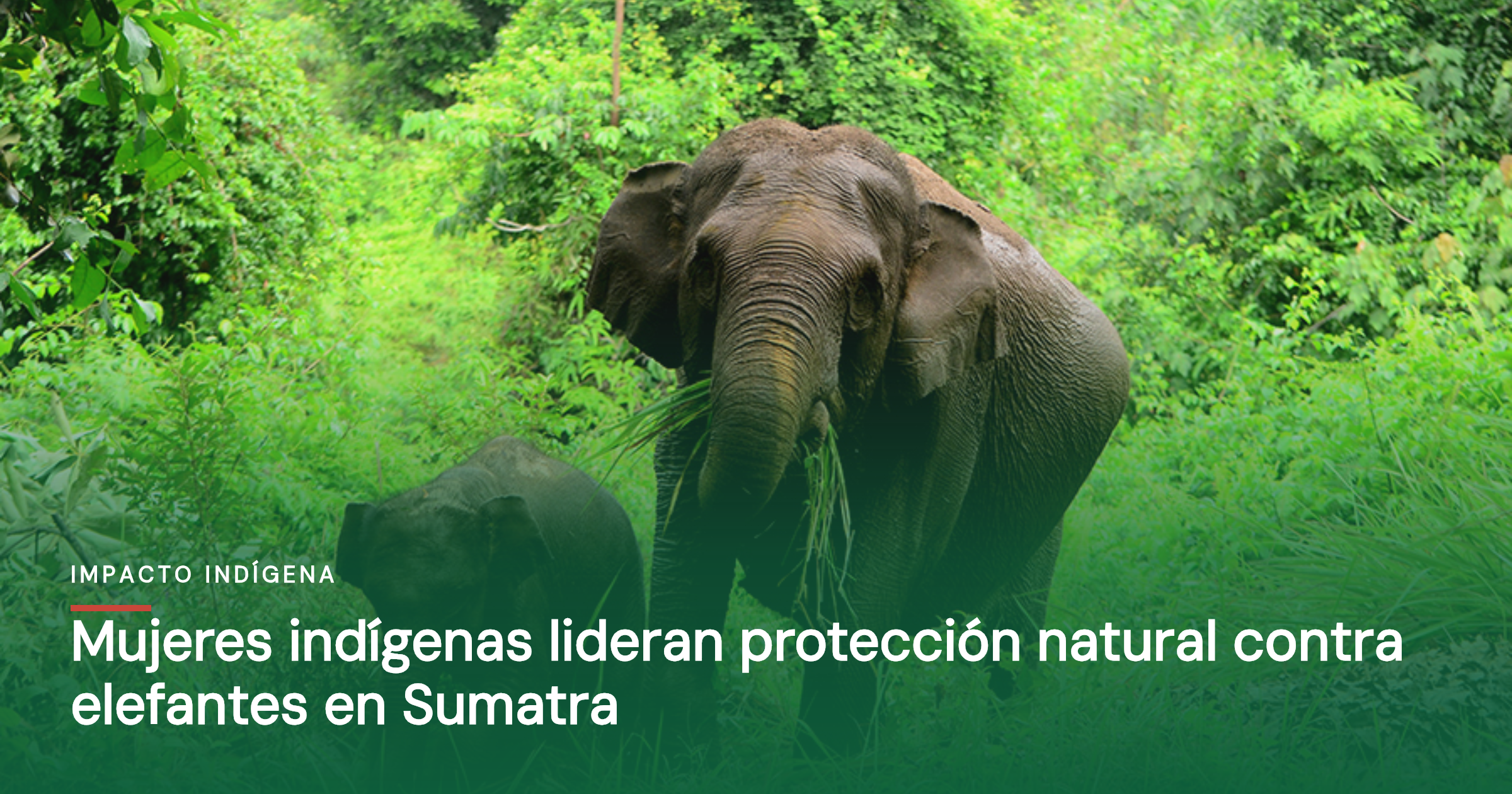 Mujeres indígenas lideran protección natural contra elefantes en Sumatra